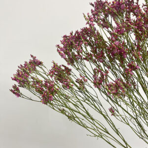 Limonium sinensis. Natural Deep Pink, Dried (Sea Lavender) 70cm