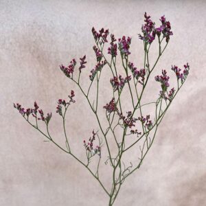 Limonium sinensis, Natural Burgundy Red, Dried (Sea Lavender) 70cm