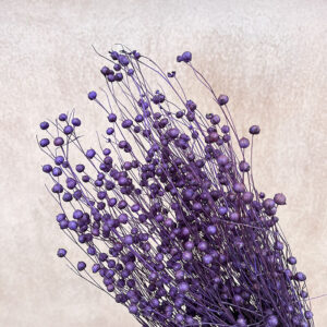 Bubble Flax, Deep Purple, Dried (Linum) 50cm