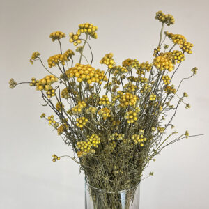 Private: Lonas annua, Natural Yellow, Dried 45cm BRITISH GROWN