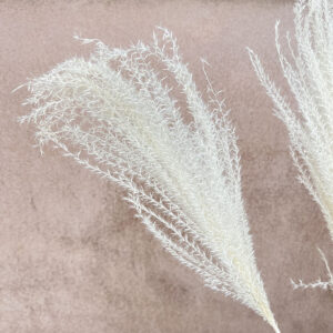 Miscanthus sinensis, Bleached Creamy White, Dried, 70cm