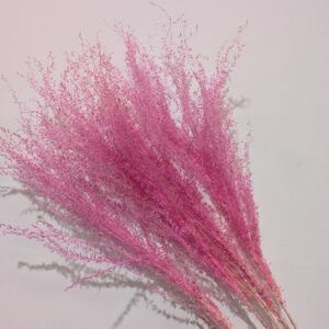 Miscanthus Grass, Hot Pink Shades, Dried, 90cm