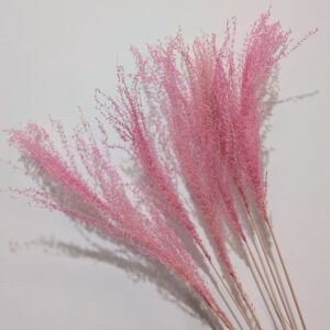 Miscanthus, Warm Pink, Dried, 90cm