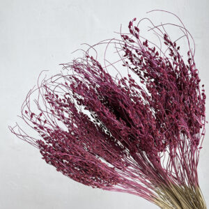 Mouse Tail Grass, Deep Pink, Dried, 45cm