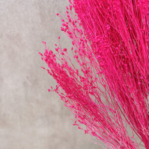 Broom Bloom, Neon Fuchsia Pink, Dried, 60cm