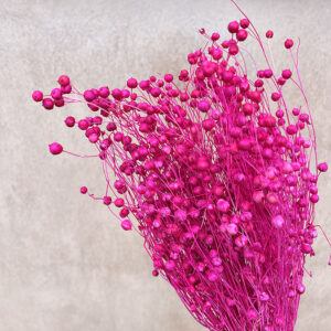 Bubble Flax, Neon Fuchsia Pink, Dried (Linum) 50cm