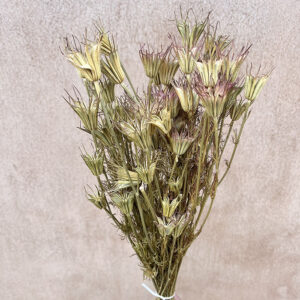 Nigella Orientalis, Dried Seed pods, Natural Brown to Pink Shades (Love-in-a-Mist)