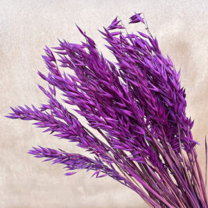 Oats Dried Bunch, Aubergine Purple (Avena) 70cm