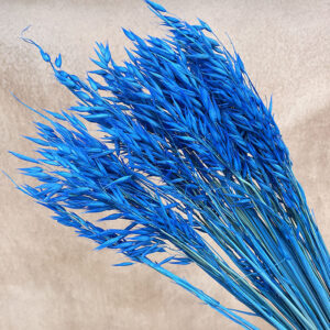 Oats Dried Bunch, Bright Blue (Avena) 70cm