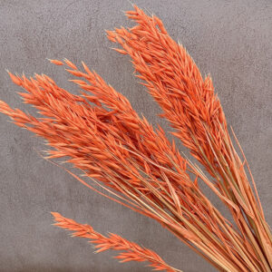 Oats Dried Bunch, Bright Orange (Avena) 70cm