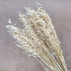 Oats Dried Bunch, White (Avena) 60-70cm