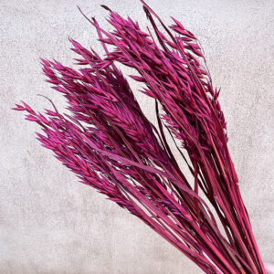 Oats Dried Bunch, Deep Magenta (Avena) 70cm
