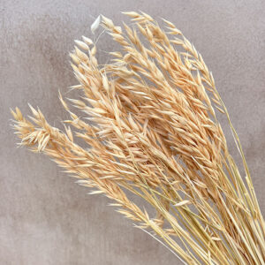Oats Dried Bunch, Peach (Avena) 70cm