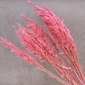 Oats Dried Bunch, Pink (Avena) 70cm