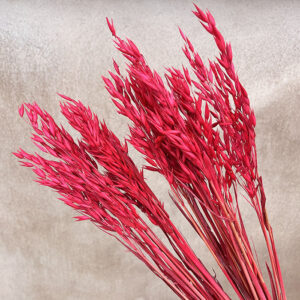 Oats Dried Bunch, Red (Avena) 70cm