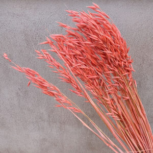 Oats Dried Bunch, Salmon Pink (Avena) 70cm