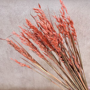 Oats Dried Bunch, Terracotta (Avena) 70cm