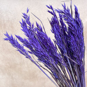 Oats Dried Bunch, Violet Purple (Avena) 70cm