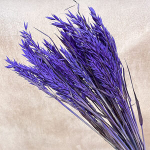 Oats Dried Bunch, Violet Purple (Avena) 70cm