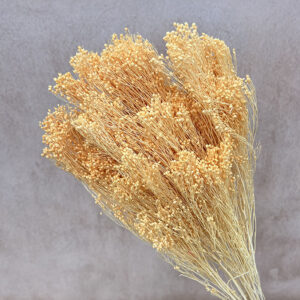 Broom Bloom, Pale Peach, Dried, 60cm