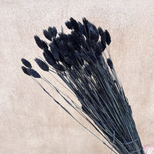 Phalaris, Black, Dried (Canary Grass) 100g 70cm