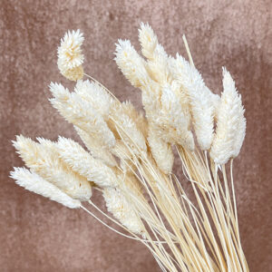Phalaris, Bleached Creamy White, Dried (Canary Grass) 65cm