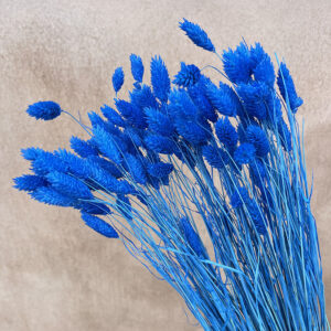 Phalaris, Bright Blue, Dried (Canary Grass) 100g 70cm