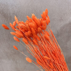Phalaris, Bright Orange, Dried (Canary Grass) 100g 70cm