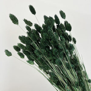 Phalaris, Dark Green, Dried (Canary Grass) 200g 70cm