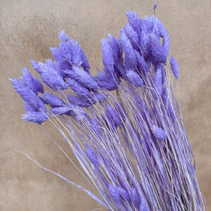Phalaris, Lilac, Dried (Canary Grass) 100g 70cm