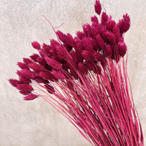 Phalaris, Magenta, Dried (Canary Grass) 100g 70cm