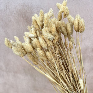 Phalaris, Natural Light Brown, Dried (Canary Grass) 100g 70cm