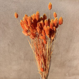 Phalaris, Orange, Dried (Canary Grass) 100g 70cm