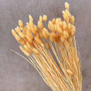 Phalaris, Peach, Dried (Canary Grass) 100g 70cm