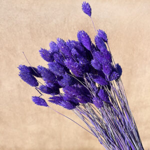 Phalaris, Violet Purple, Dried (Canary Grass) 80g 70cm