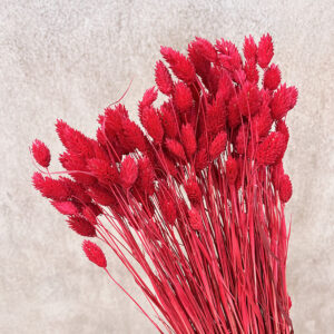 Phalaris, Red, Dried (Canary Grass) 100g 70cm