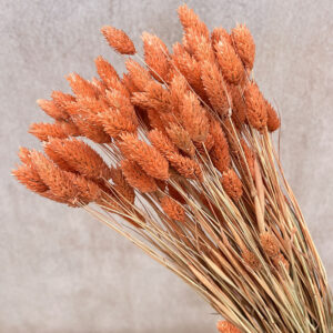 Phalaris, Terracotta, Dried (Canary Grass) 100g 70cm