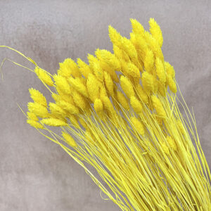 Phalaris, Bright Yellow, Dried (Canary Grass) 100g 70cm