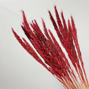 Pinion Grass, Red, Dried, 45-50cm