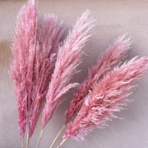 Pampas Grass Selloana, Pink Shades, Dried (Cortaderia) 95-115cm