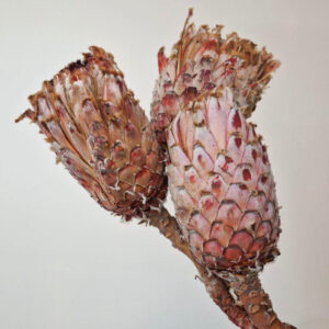 Protea Barbigera, Natural Dusky Red, Dried, up to 40cm