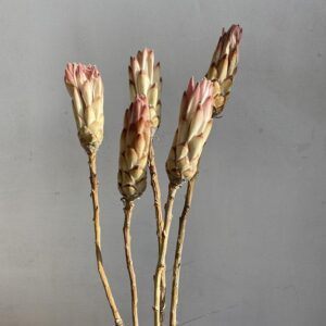 Protea Compacta, Dried Flower Buds, Natural Cream to Blush, 25-30cm