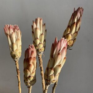 Protea Compacta, Dried Flower Buds, Natural Cream to Blush, 25-30cm