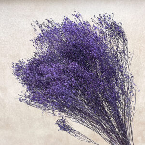 Broom Bloom, Deep Aubergine Purple, Dried, 60cm