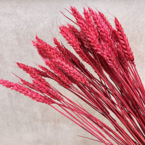 Wheat Dried Bunch, Red (Triticum) 70cm