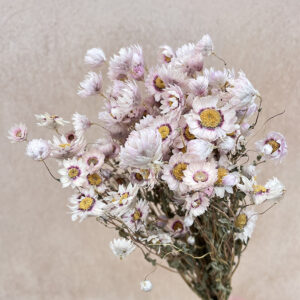 Rhodanthe Daisy, Natural Pale Pink, Dried, 50cm