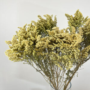 Solidago Flowers, Natural Pastel Yellow, Dried (Golden Rod) 60cm