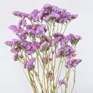 Statice sinuata, Natural Pale Pink, Dried, 70cm