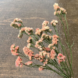 Statice sinuata, Natural Peach Shades, Dried, 80cm