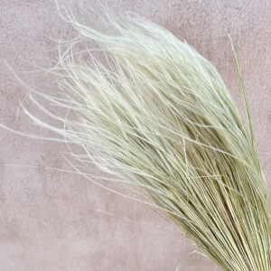Stipa pennata Feather Grass, Natural Ivory, Dried, 45cm